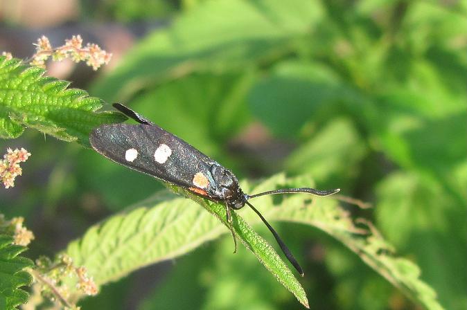 Zygaena ephialtes: aberrazione o cosa?